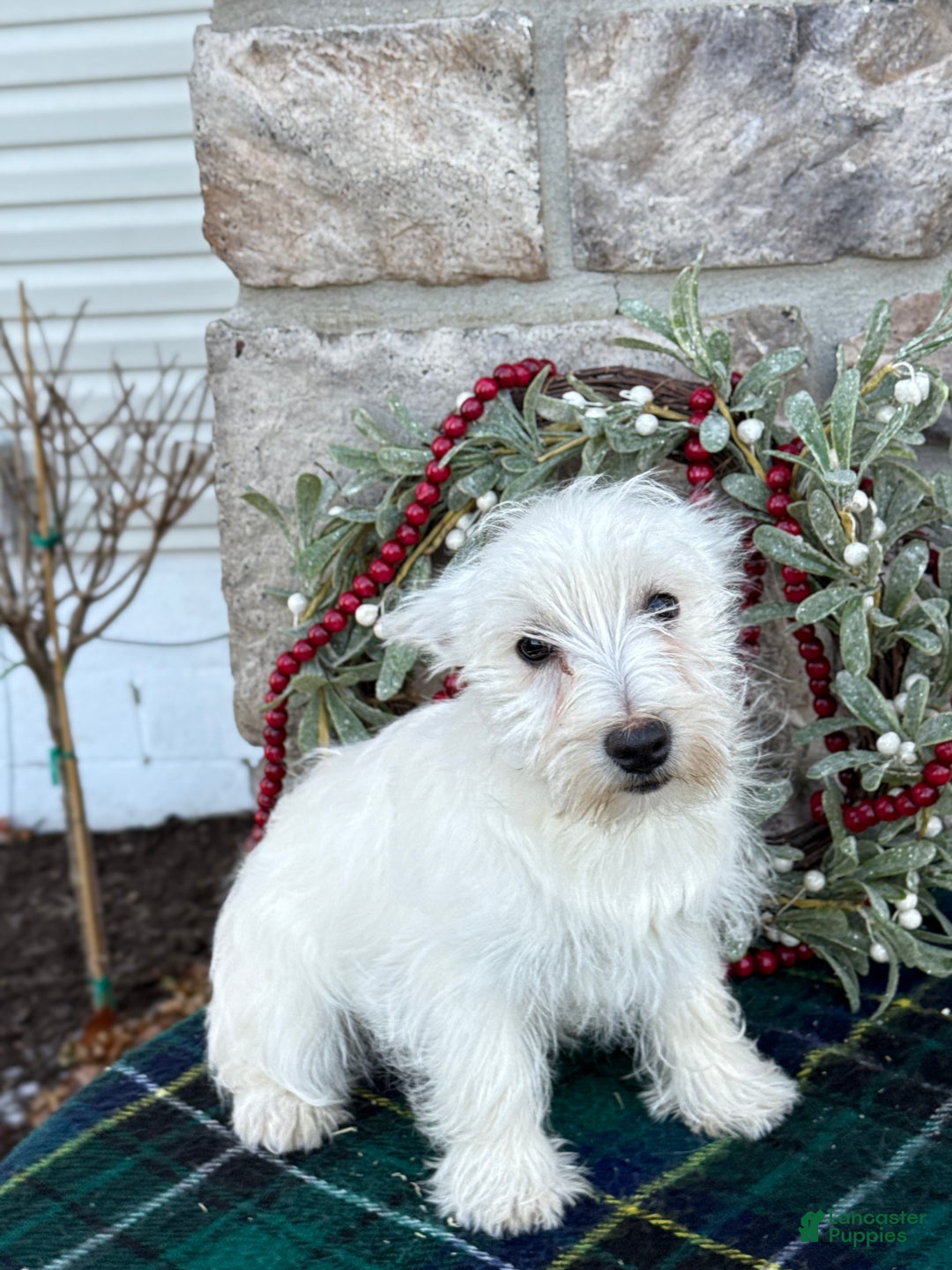 West Highland Terrier dogs for sale: Fancy - Ad 6