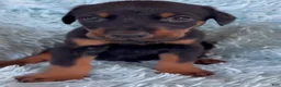 Doberman Pinscher dogs for sale: Doberman Pinscher 3 - Ad 2