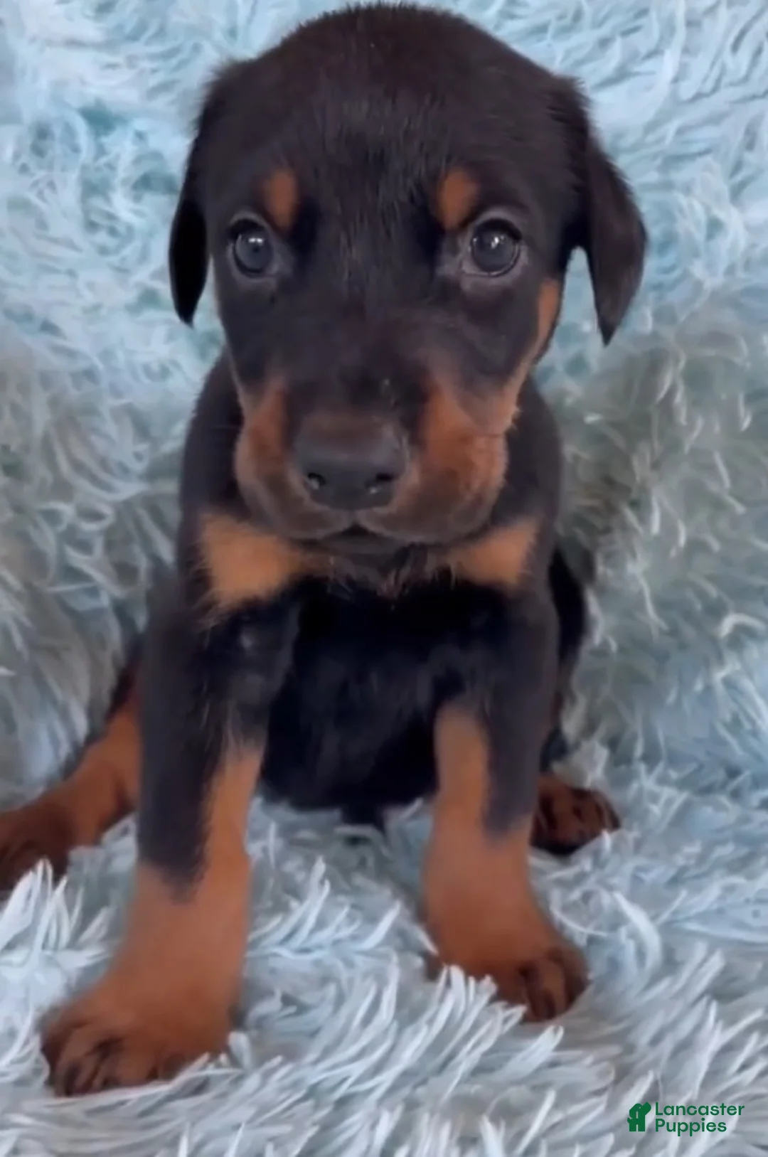 Doberman Pinscher dogs for sale: Doberman Pinscher 3 - Ad 2