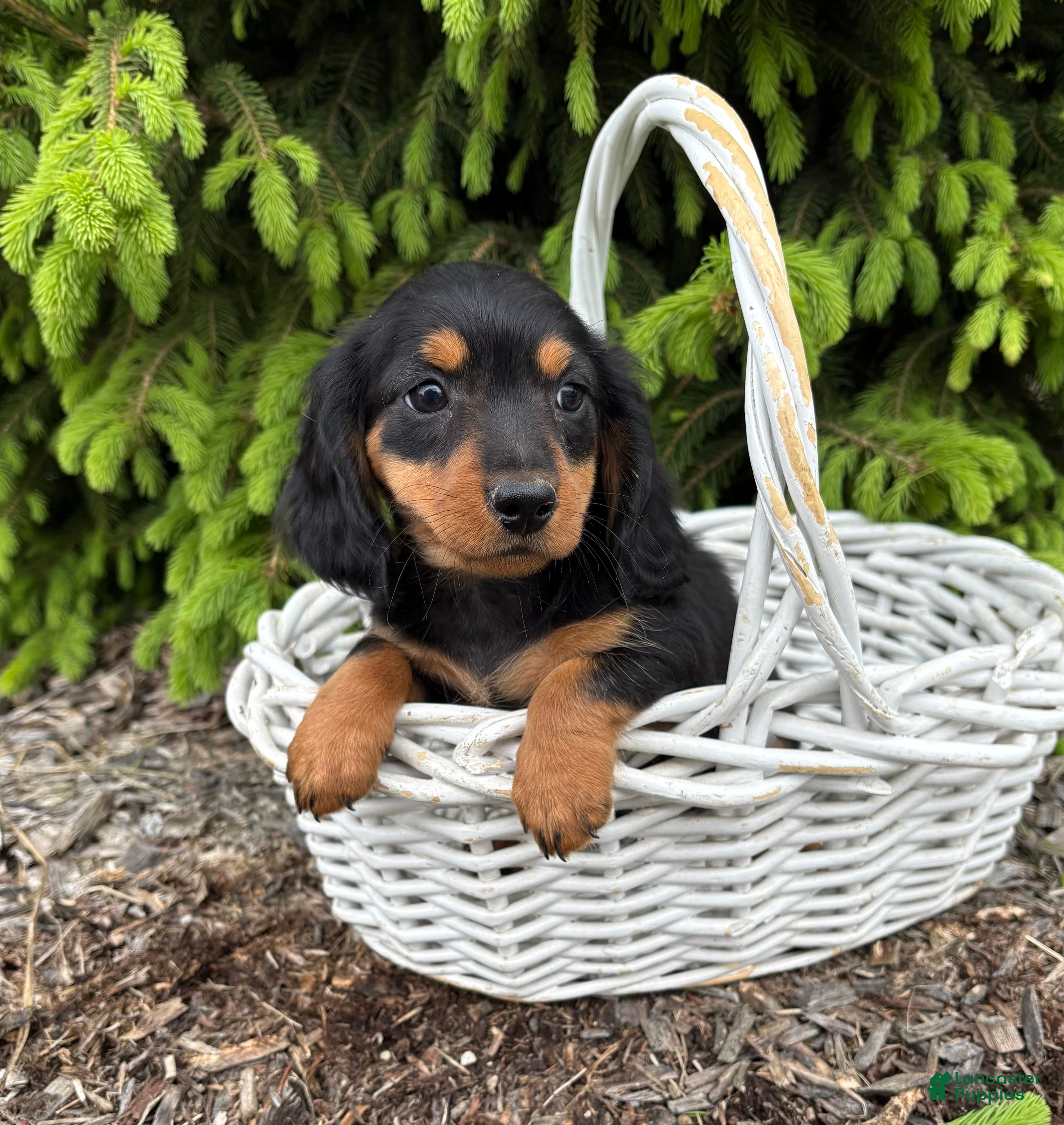 Miniature Dachshund dogs Harrison - Ad 1