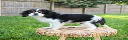 Cavalier King Charles Spaniel dogs for sale: Mason - Ad 2