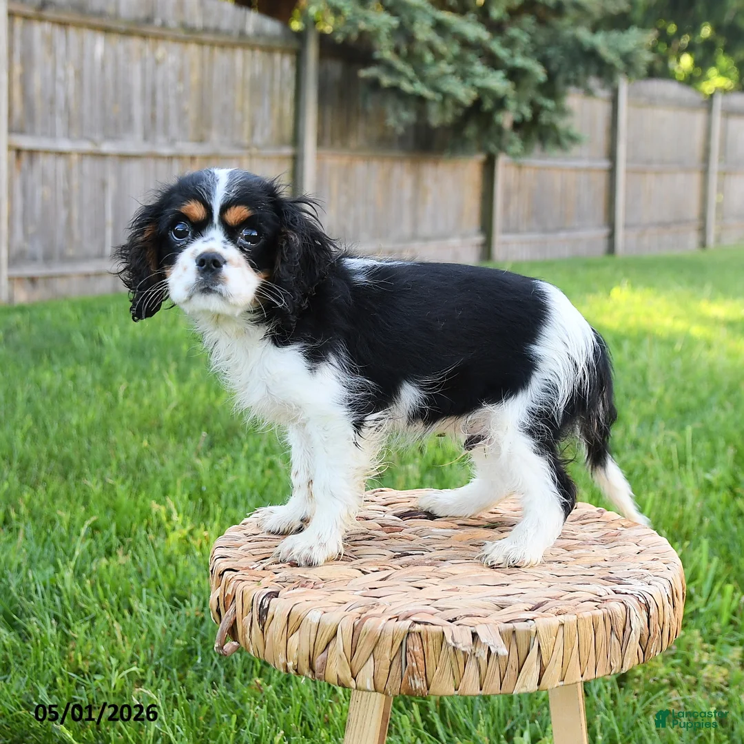 Cavalier King Charles Spaniel dogs for sale: Mason - Ad 2