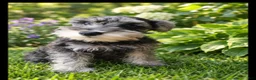 Miniature Schnauzer dogs for sale: Miniature Schnauzer 2 - Ad 4
