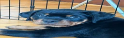 Rottweiler dogs for sale: Butter - Ad 1