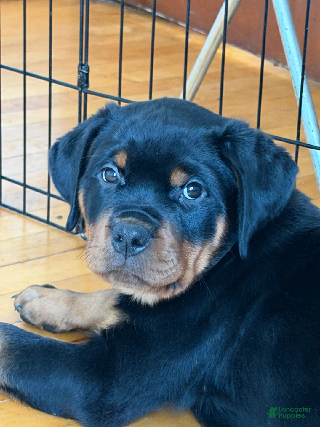 Rottweiler dogs for sale: Butter - Ad 1