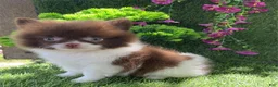 Pomeranian dogs for sale: Pomeranian 1 - Ad 2