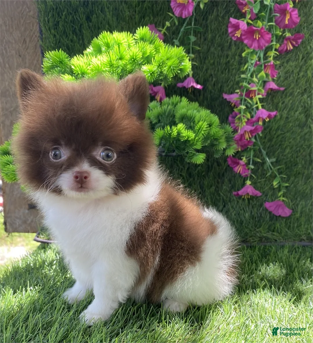 Pomeranian dogs for sale: Pomeranian 1 - Ad 2