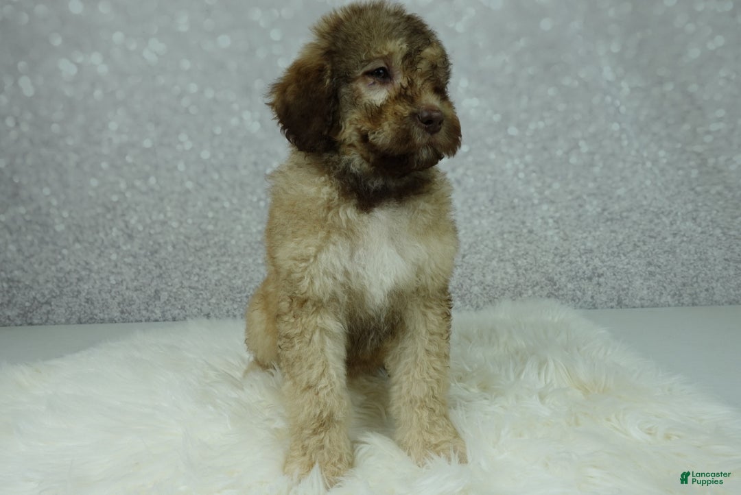 Newfypoo dogs for sale: Nero - Ad 4