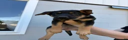 German Shepherd dogs for sale: Bree - Ad 2