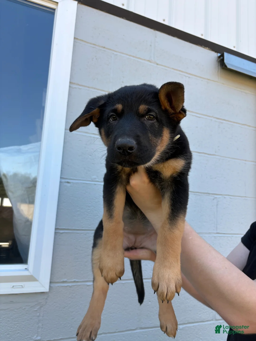 German Shepherd dogs for sale: Bree - Ad 2