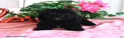 Miniature Poodle dogs for sale: Annabelle - Ad 5