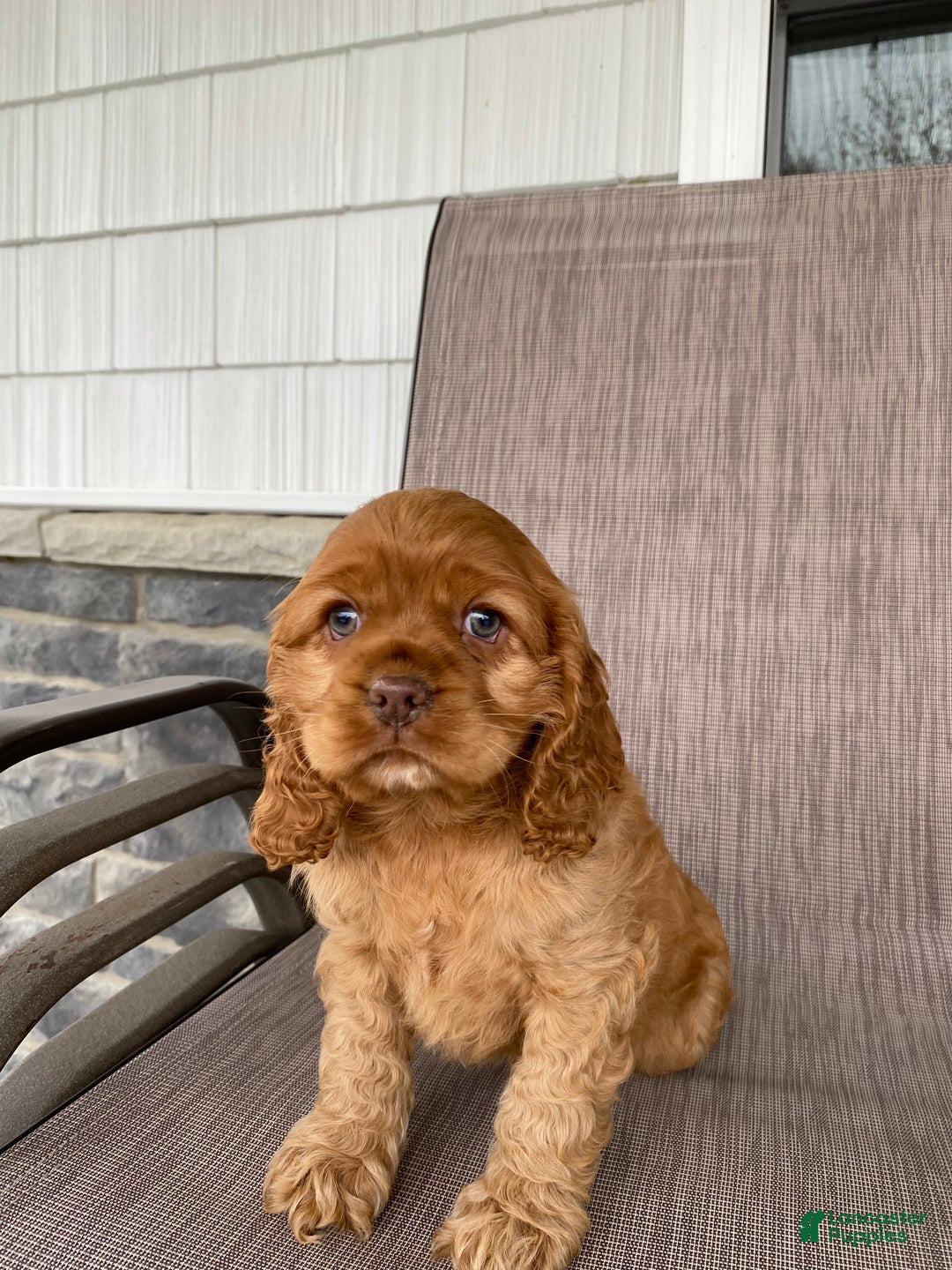 Cocker Spaniel dogs for sale: Goldy - Ad 1
