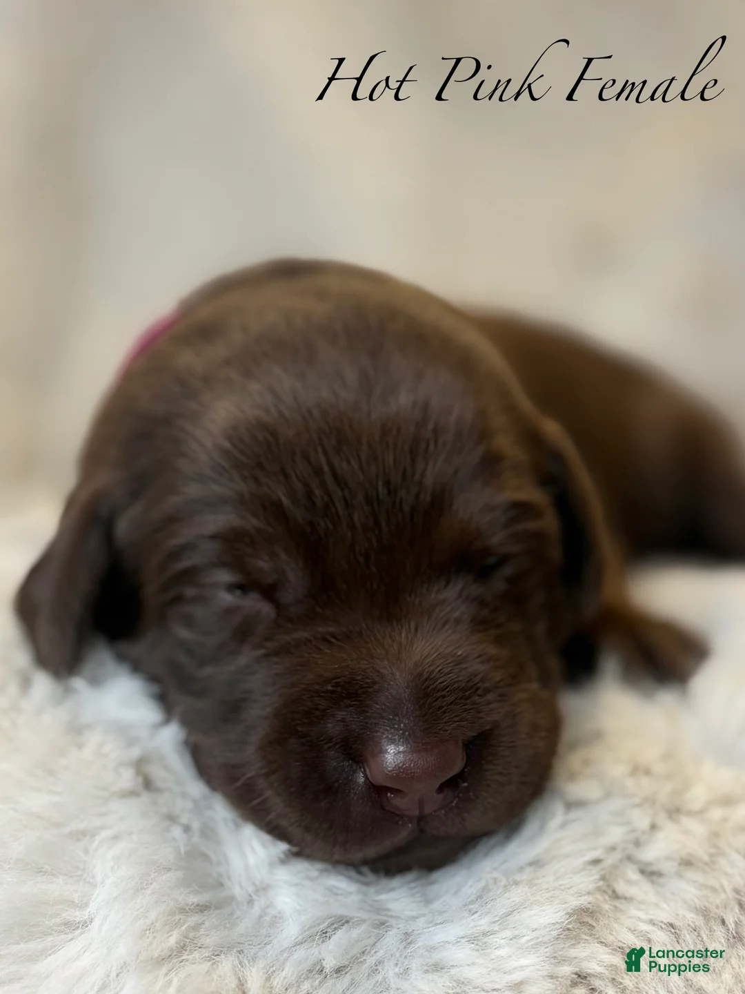 Labrador Retriever dogs for sale: Hot Pink Female - Ad 2