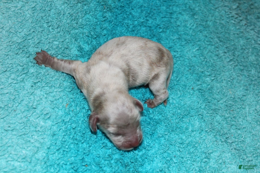 Miniature Dachshund dogs for sale: Duke Mini - Ad 6