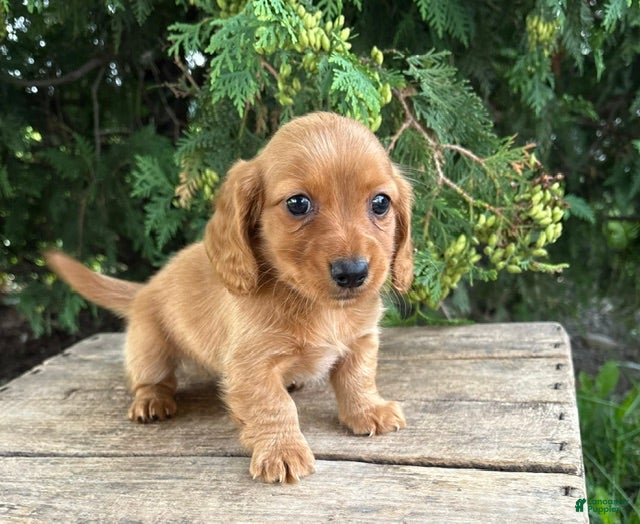 Dachshund dogs Pumpkin - Ad 2
