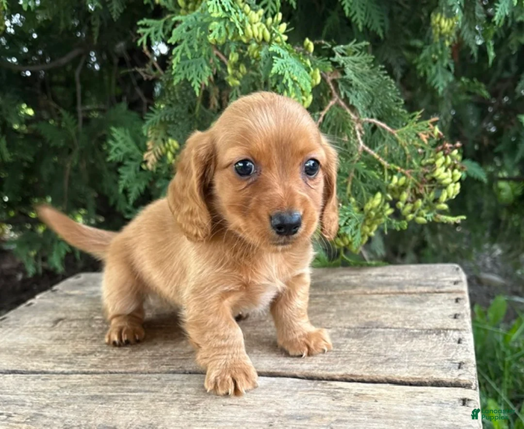 Dachshund dogs for sale: Pumpkin - Ad 2