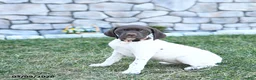 German Shorthaired Pointer dogs for sale: Mila - Ad 5