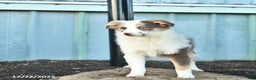 Miniature Australian Shepherd dogs for sale: Winnie - Ad 2