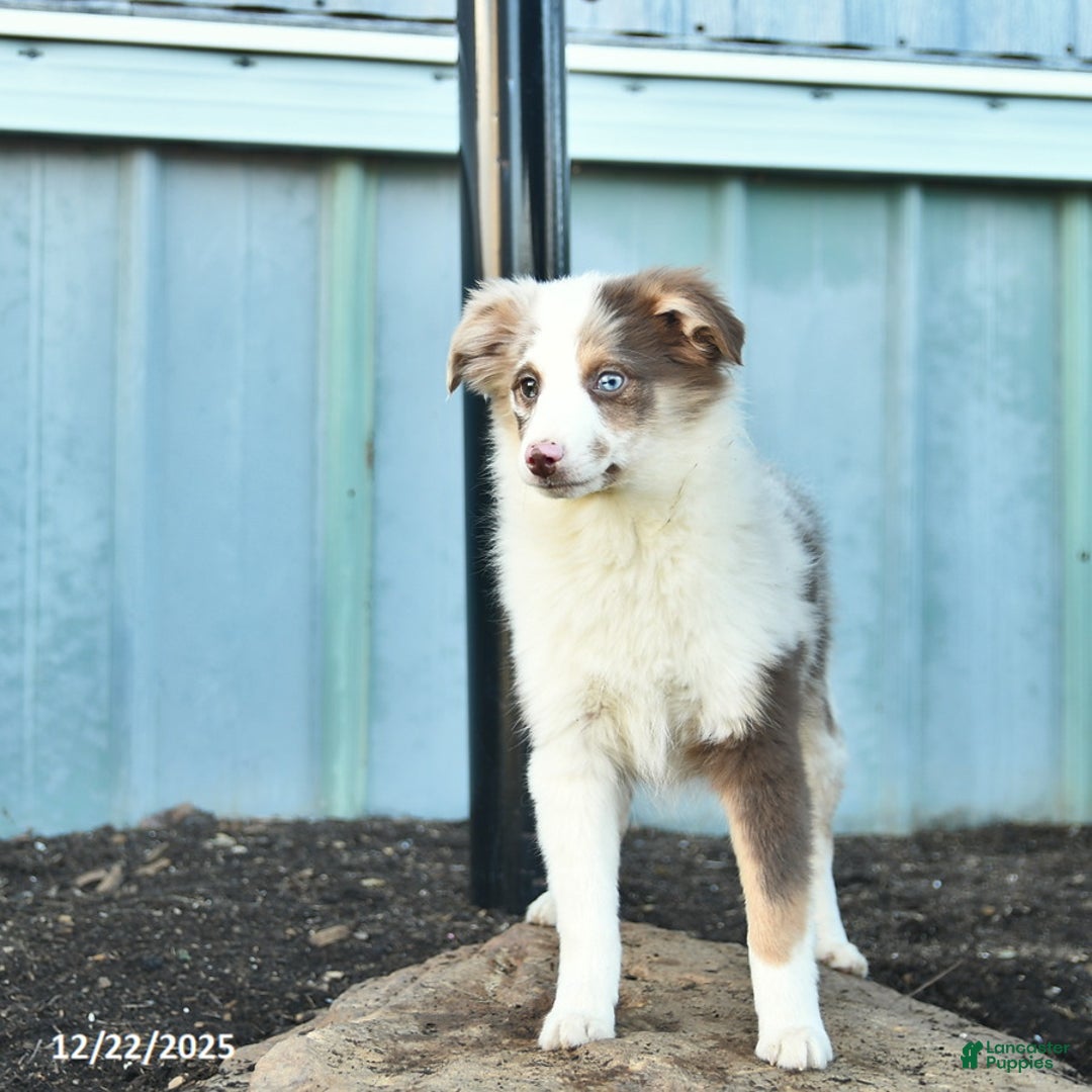 Miniature Australian Shepherd dogs for sale: Winnie - Ad 2