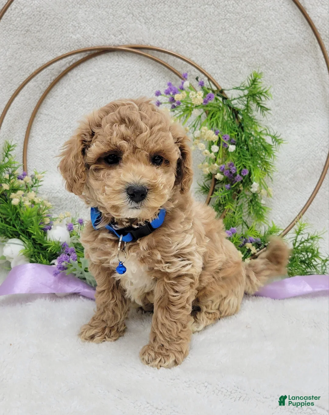 Maltipoo dogs for sale: Benji - Ad 8