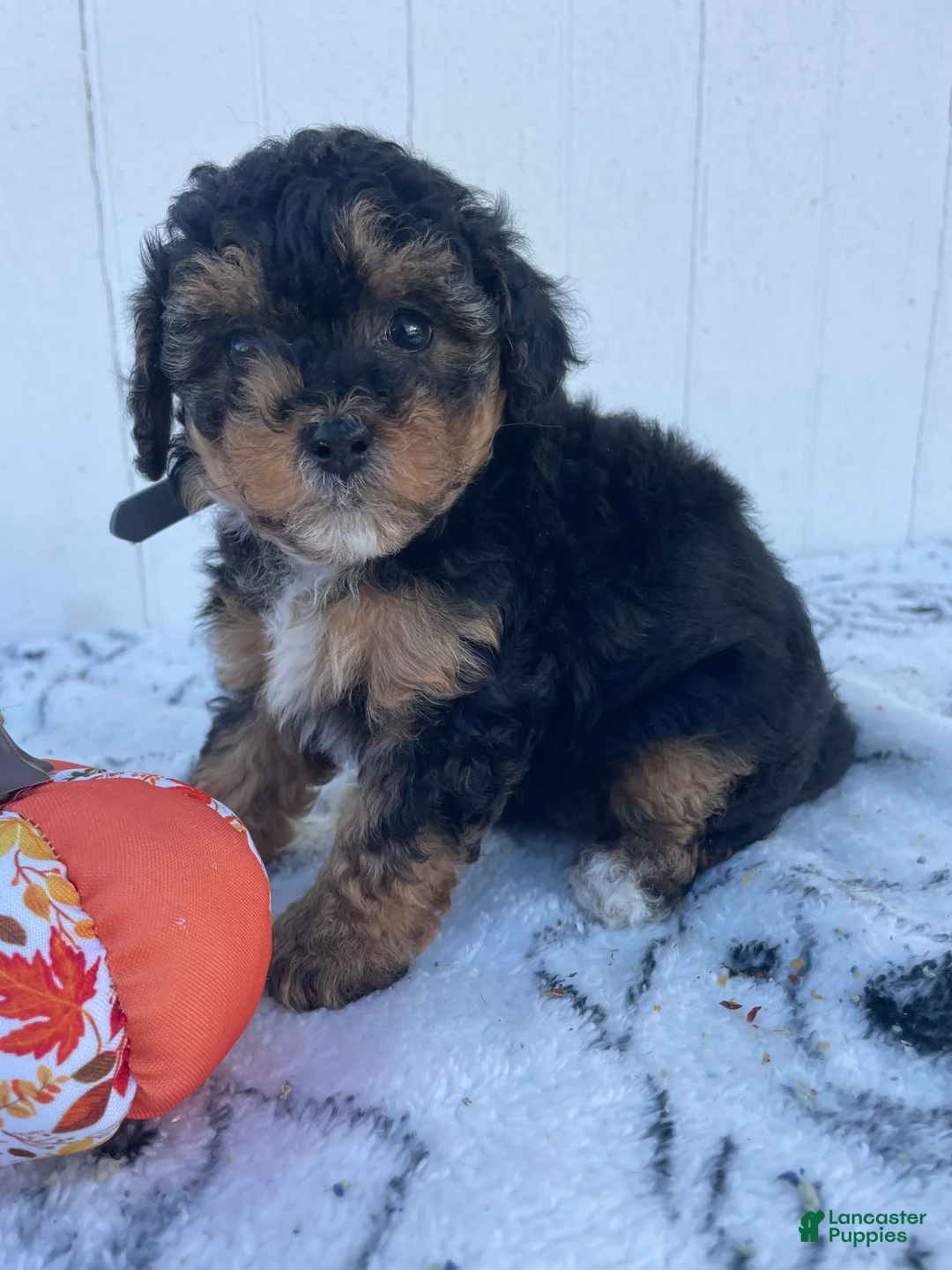 Yorkiepoo dogs for sale: Martin - Ad 2