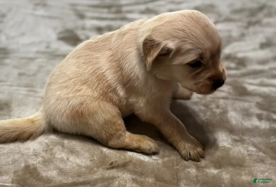 Golden Retriever dogs for sale: 4362 Purple Collar - Ad 1
