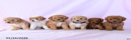 Shihpoo dogs for sale: Emery - Ad 3