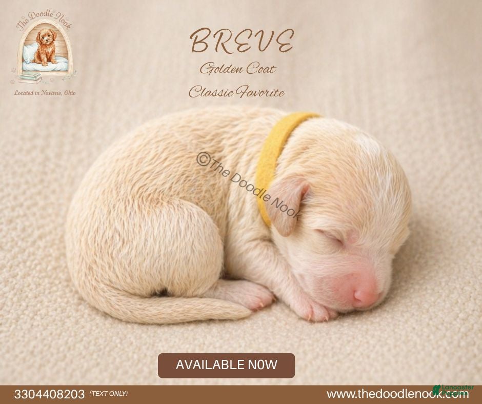Mini Goldendoodle dogs BREVE🐶 - Ad 13