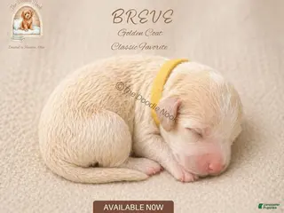 Mini Goldendoodle dogs BREVE🐶 - Ad 13