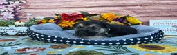 German Shepherd dogs for sale: Agate  - Ad 7