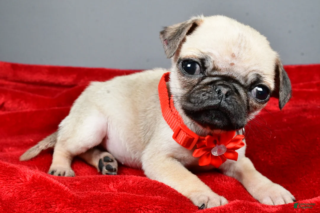Pug dogs for sale: Tigana - Ad 2