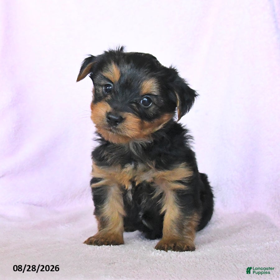 Yorkshire Terrier dogs Harvest - Ad 2
