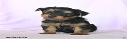 Yorkshire Terrier dogs for sale: Harvest - Ad 2