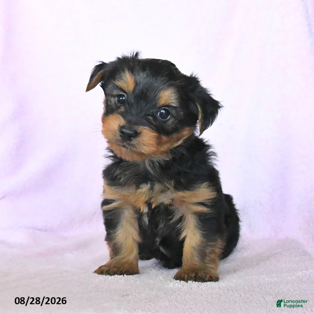 Yorkshire Terrier dogs for sale: Harvest - Ad 2