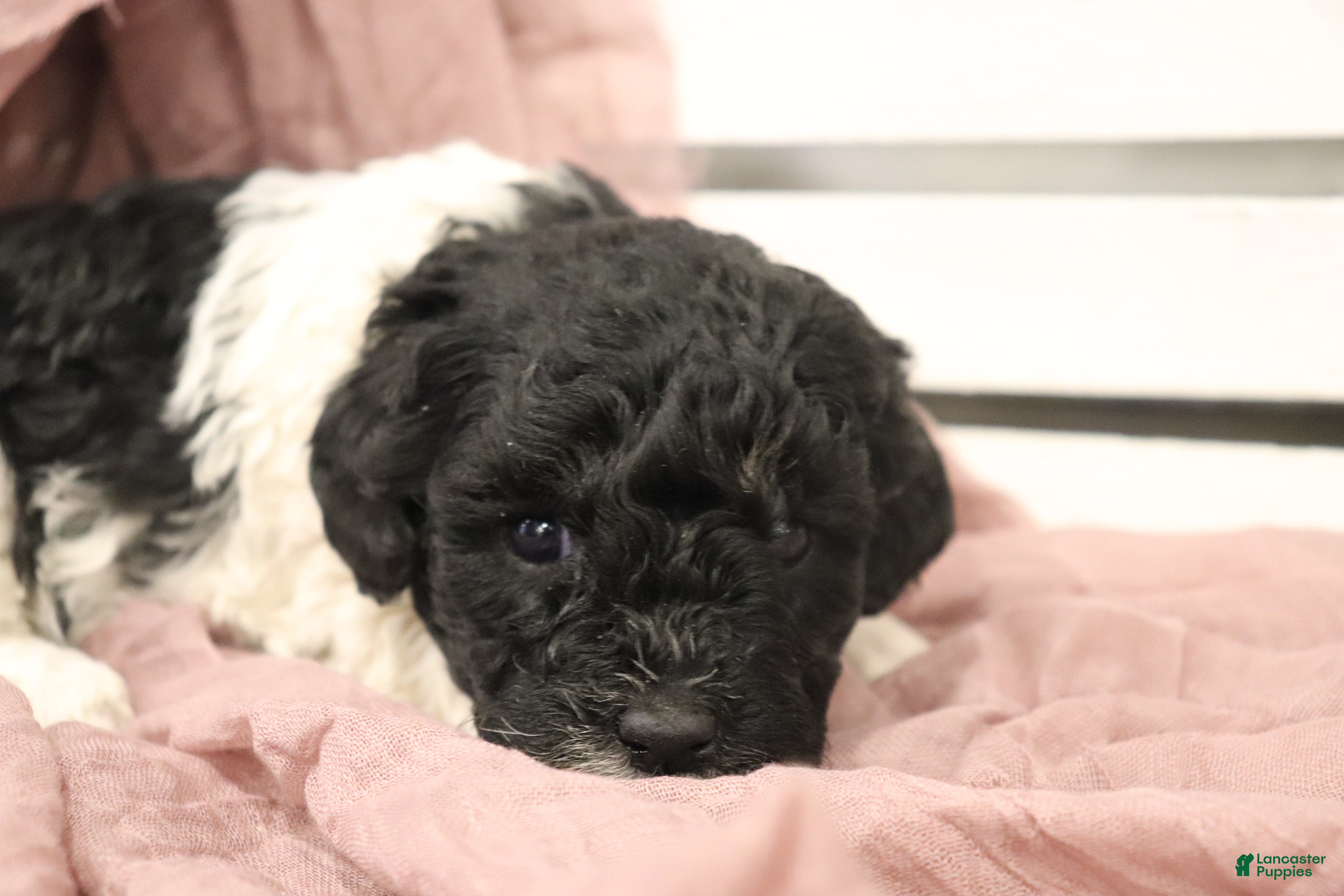 Miniature Poodle dogs Marley - Ad 1
