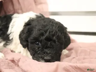 Miniature Poodle dogs for sale: Marley - Ad 4