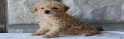 Bichpoo dogs for sale: Bess - Ad 4