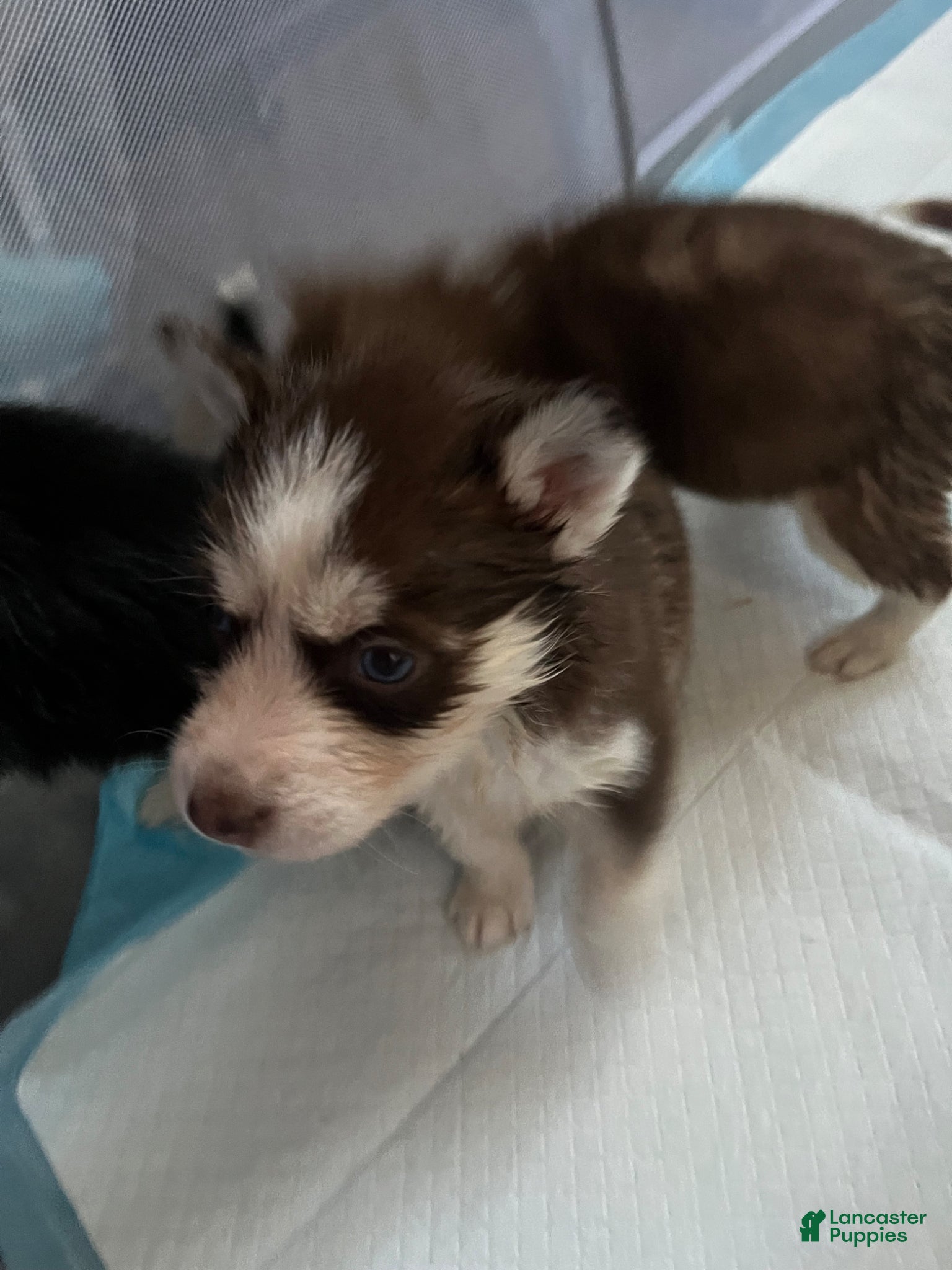 Siberian Husky dogs Siberian Husky Puppy 1 - Ad 1