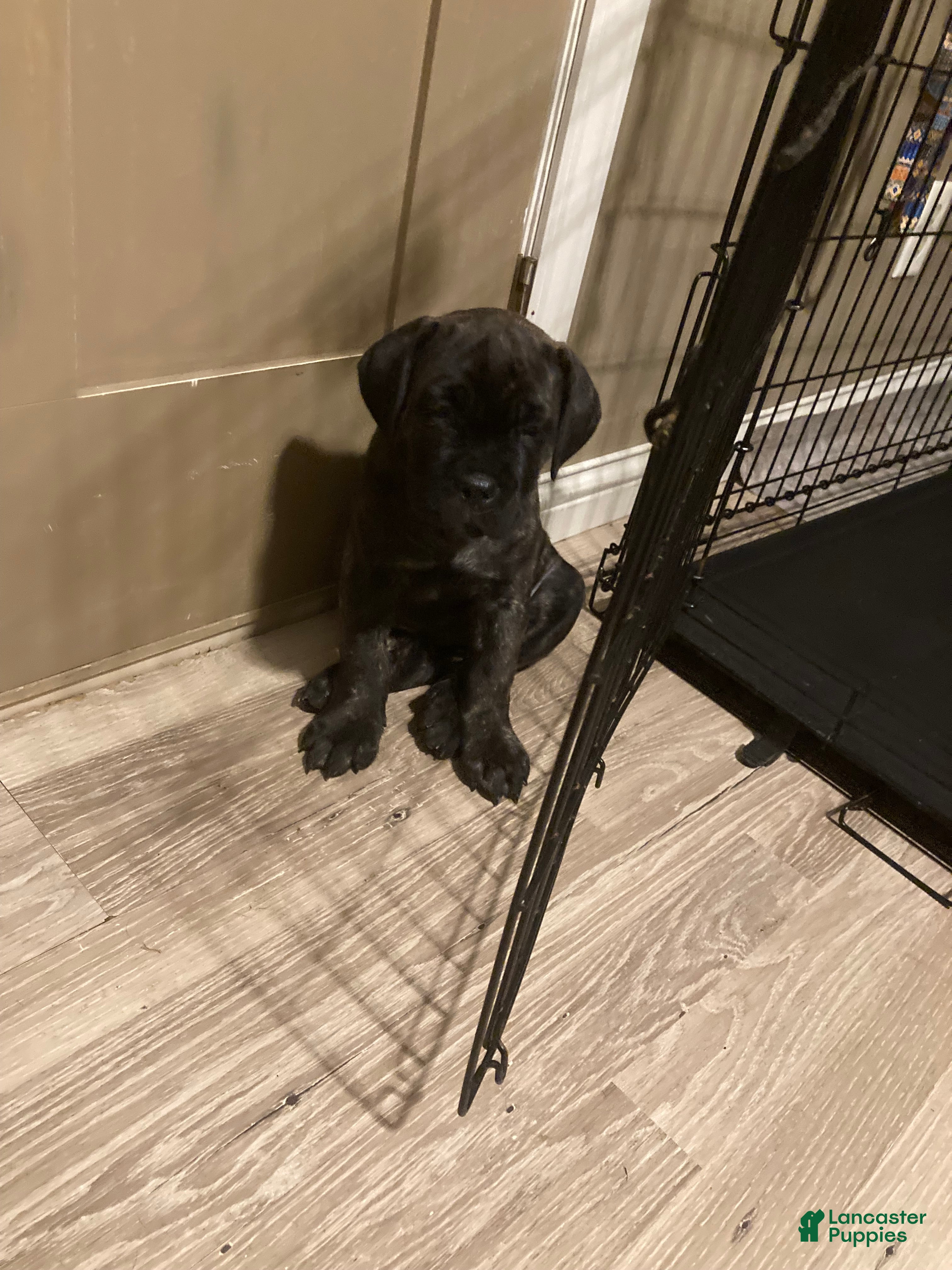 Cane Corso dogs Cane Corso 8 - Ad 1