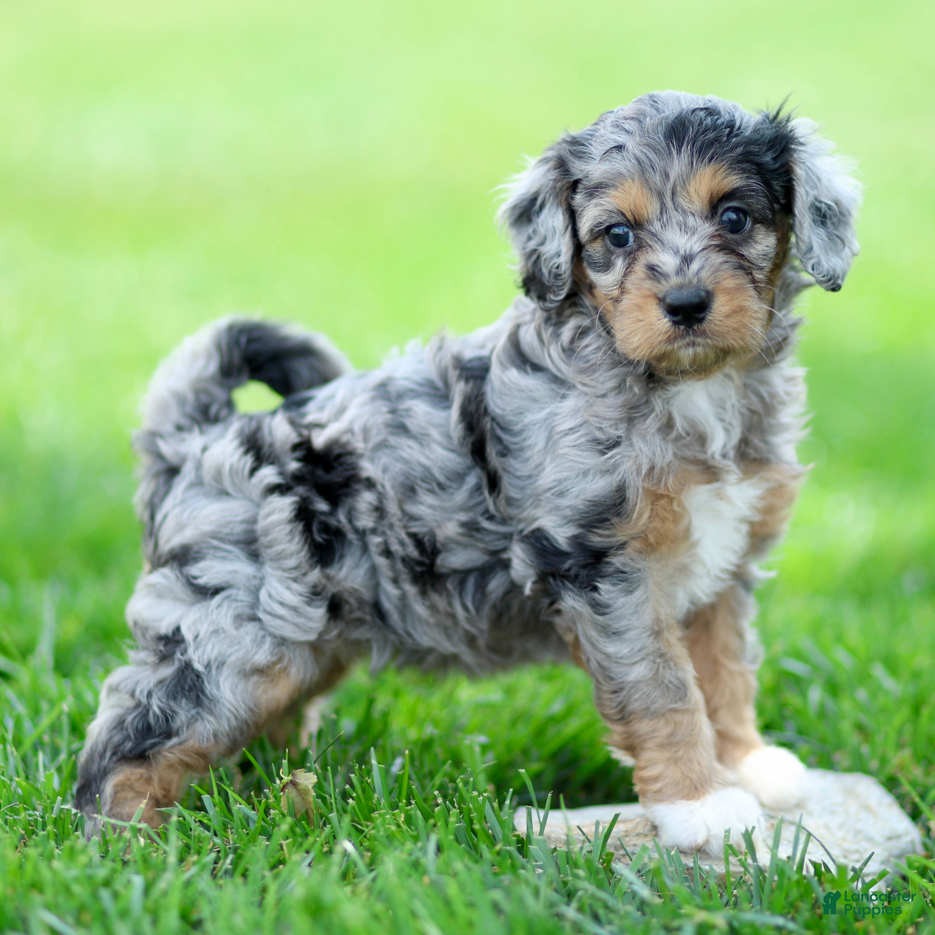 Cavapoo dogs Ellie - Ad 2