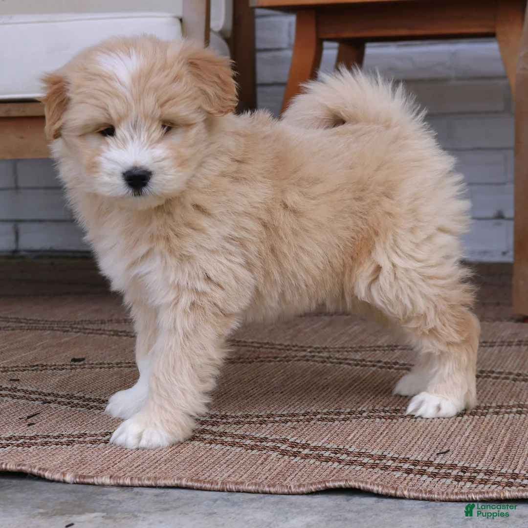 Mixed Breed dogs for sale: Daisy  - Ad 2