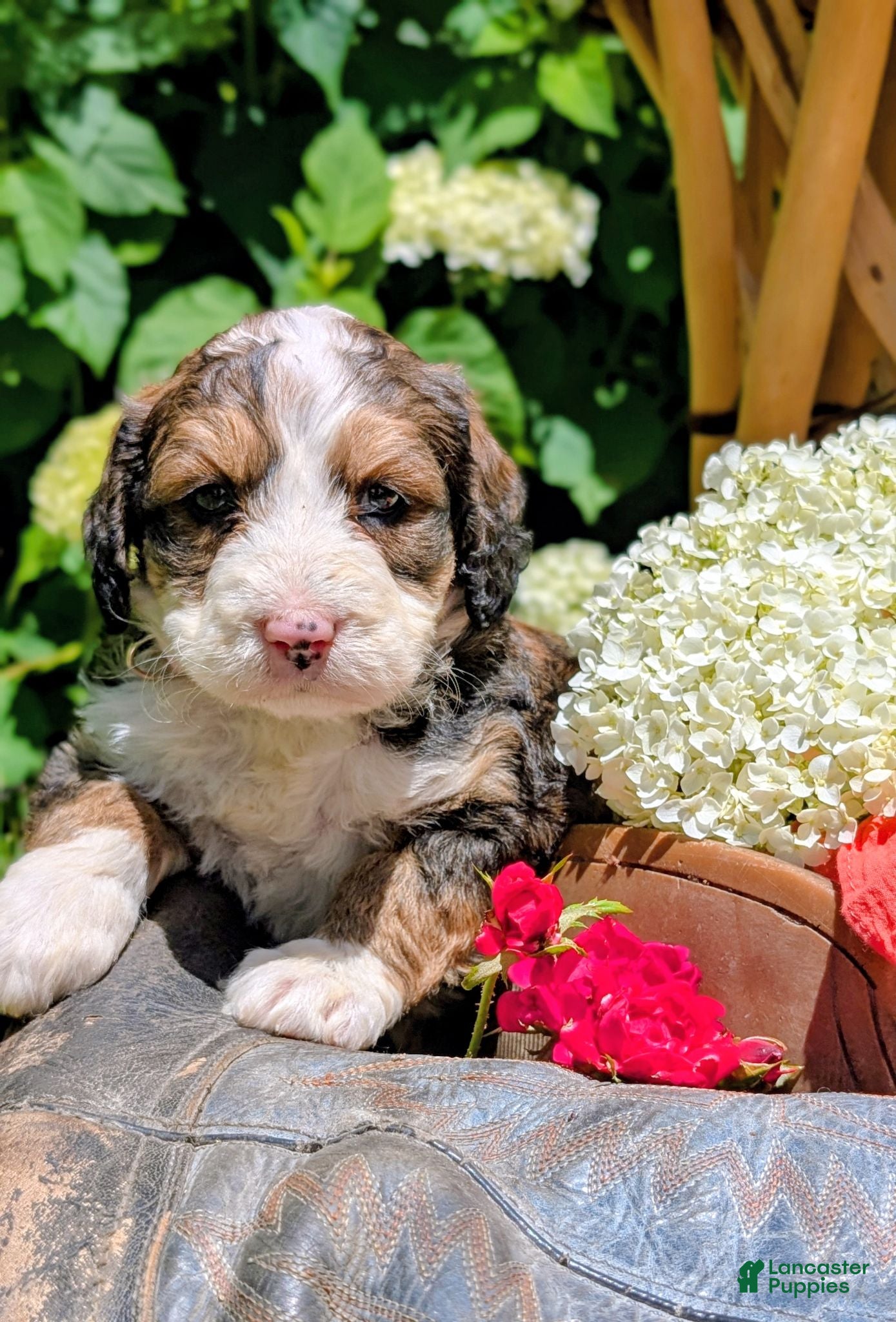 Bernedoodle dogs LUNA BELLE  - Ad 2