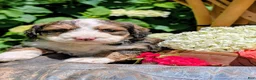 Bernedoodle dogs for sale: LUNA BELLE  - Ad 2