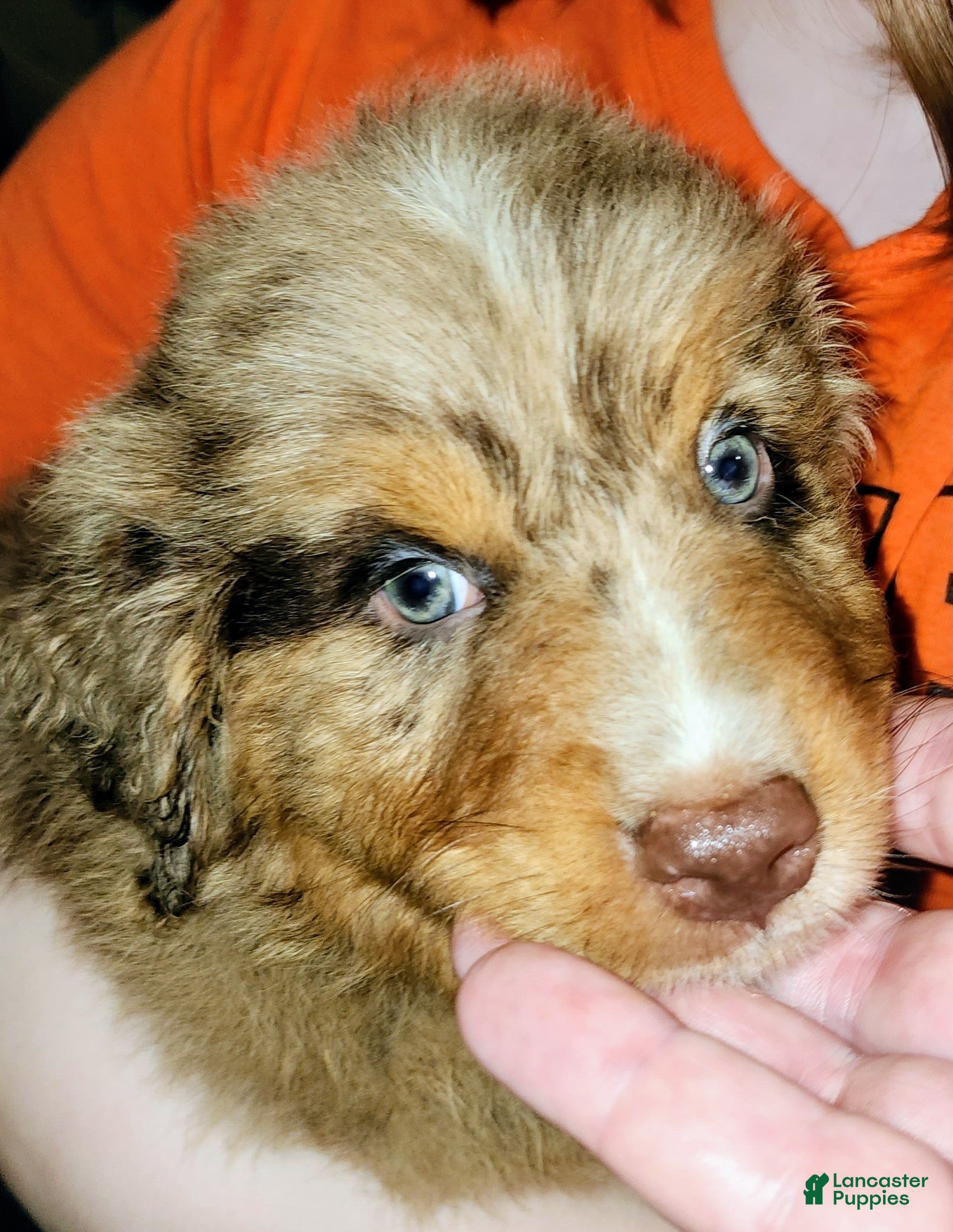 Australian Shepherd dogs Chip - Ad 1