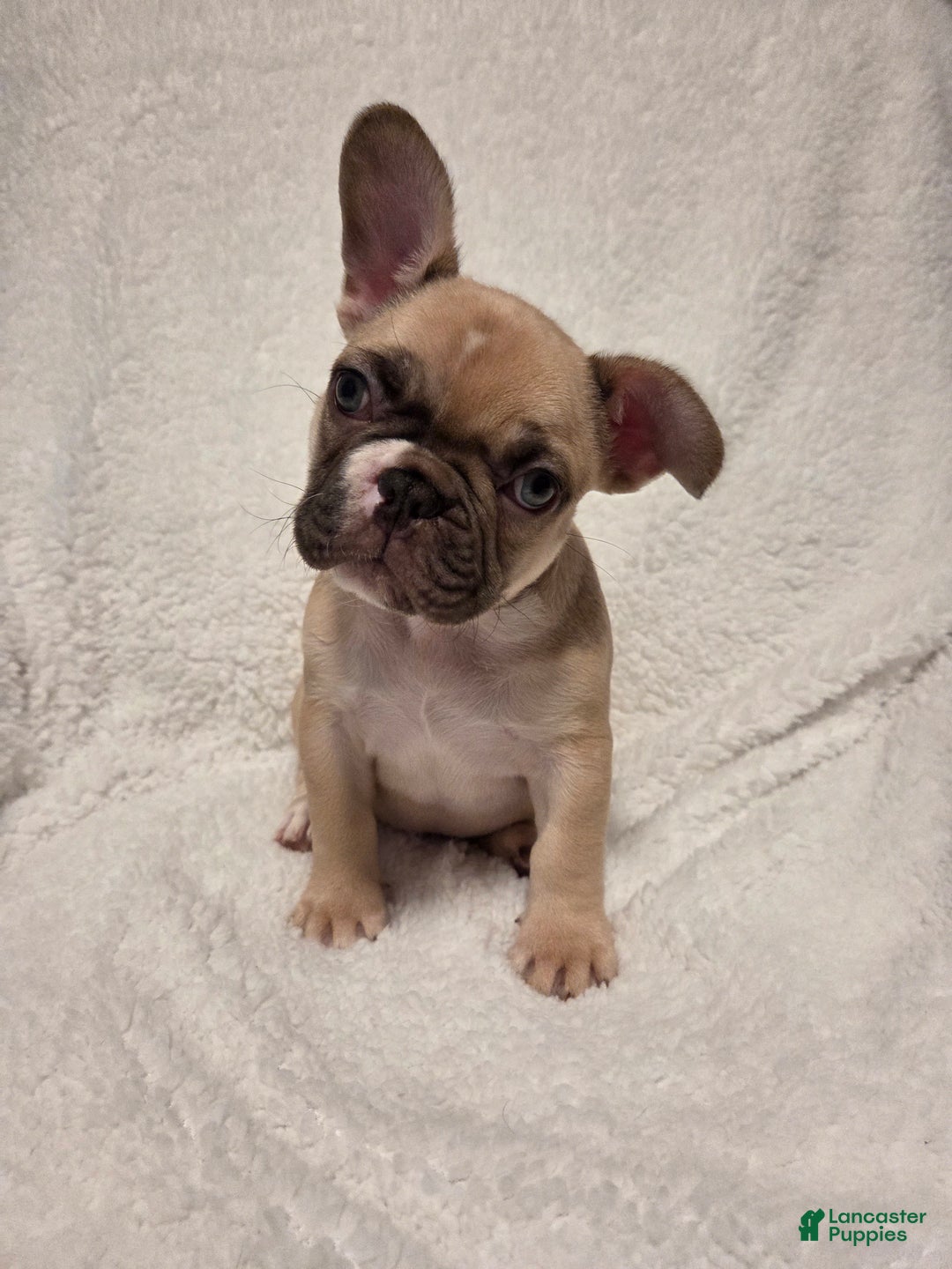 French Bulldog dogs for sale: French Bulldog Puppy 2 - Ad 2