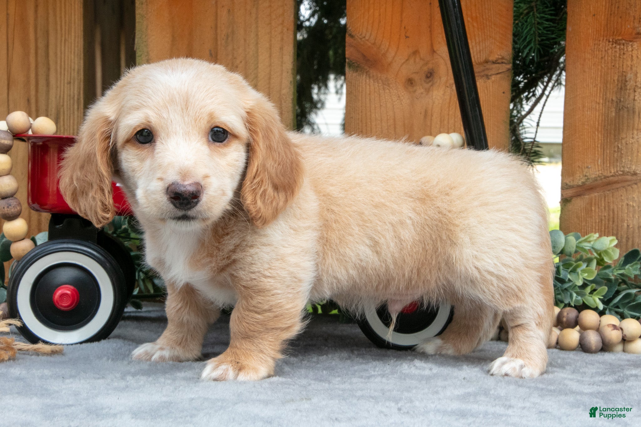 Miniature Dachshund dogs for sale: Marshall - Ad 1