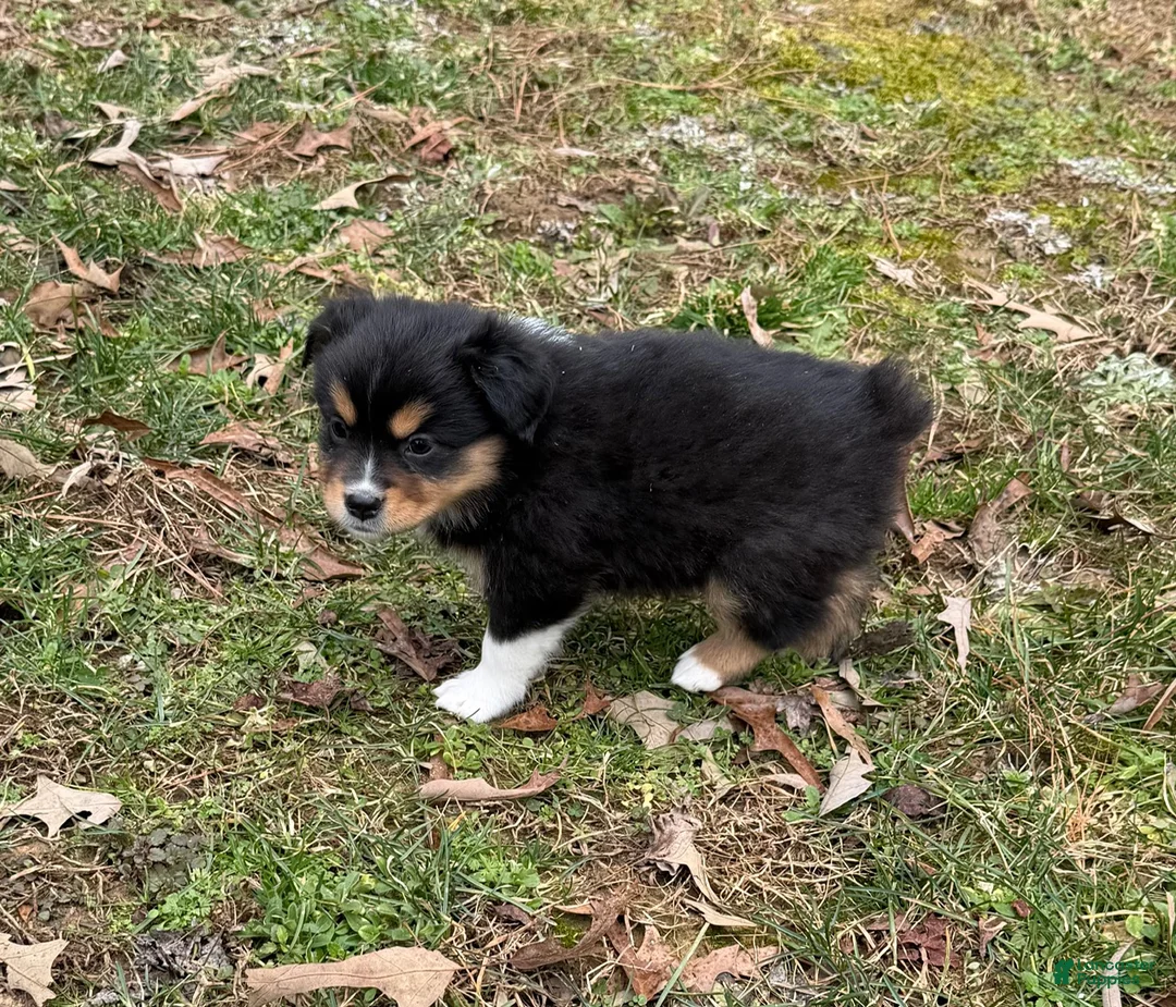 Australian Shepherd dogs for sale: Trixie - Ad 6