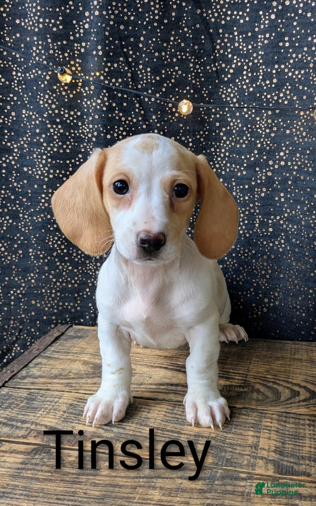 Dachshund dogs for sale: Tinsley  - Ad 2