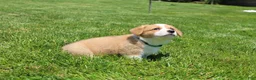 Welsh Corgi Pembroke dogs for sale: Milo  - Ad 9