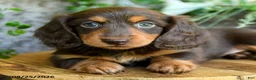 Miniature Dachshund dogs for sale: Ellie - Ad 4